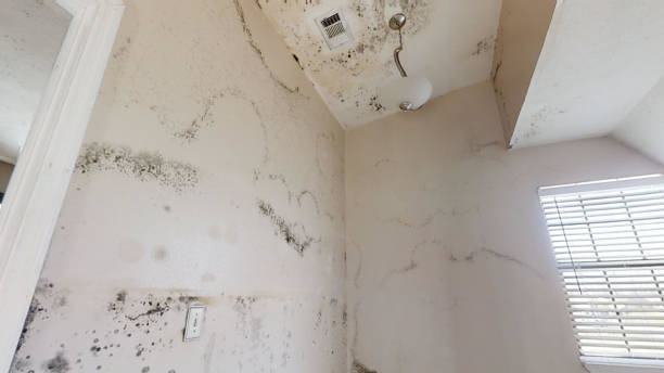 Mold Odor Removal Services in Duenweg, MO